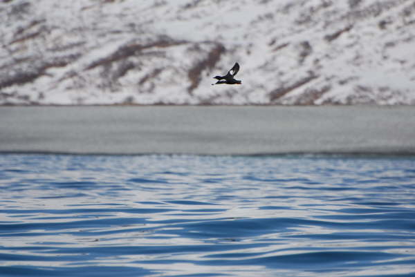 Pigeon Guillemot