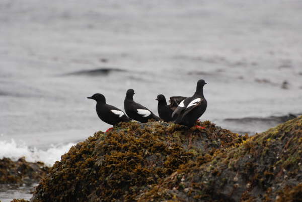 Pigeon Guillemots