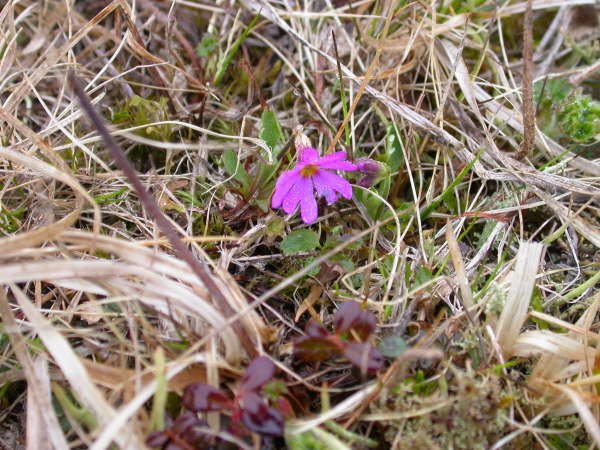 Primula sp