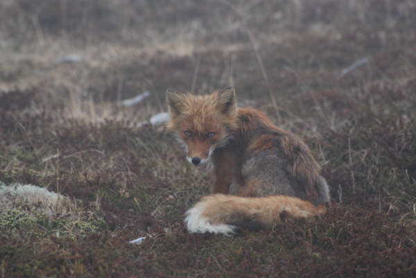 Red Fox