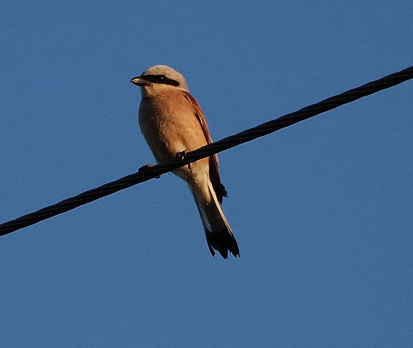 Red backed Shrike