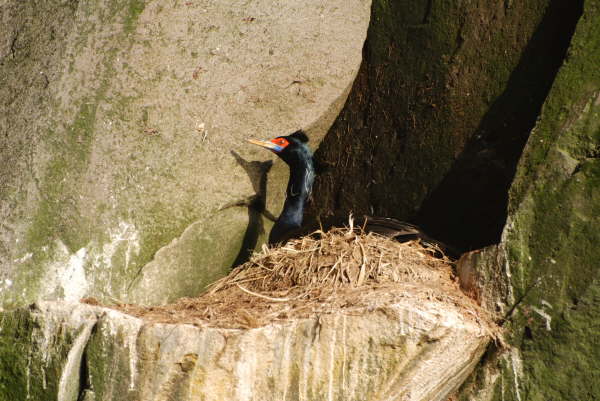 Red faced Cormorant