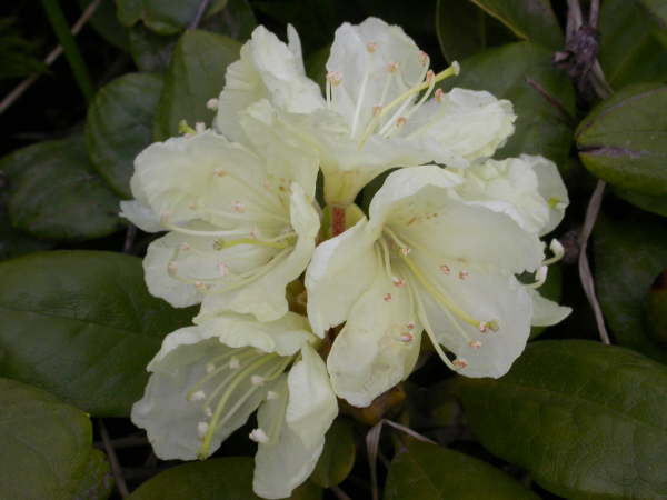 Rhododendron radula