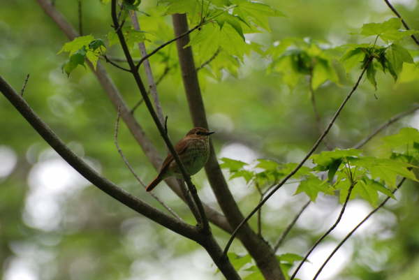 Rufous tailed bush robin