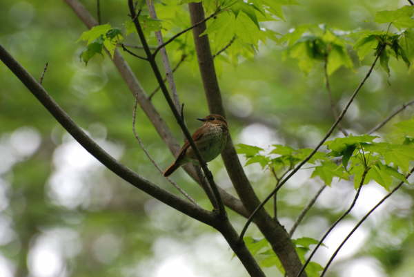 Rufous tailed bush robin