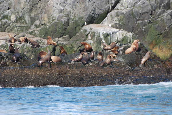 Stellar's Sea Lions