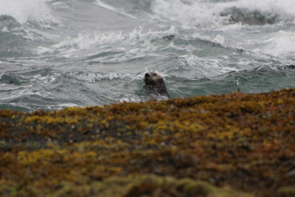Sea Otter