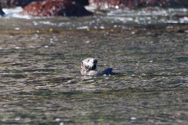 Sea Otter
