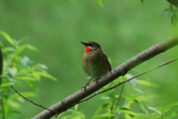 Siberian Rubythroat