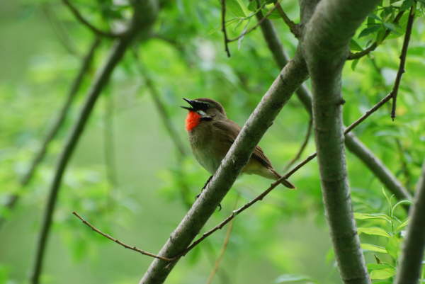 Siberian Rubythroat