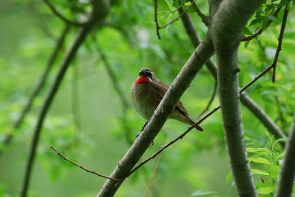 Siberian Rubythroat