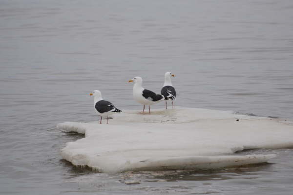 Slaty Backed Gulls