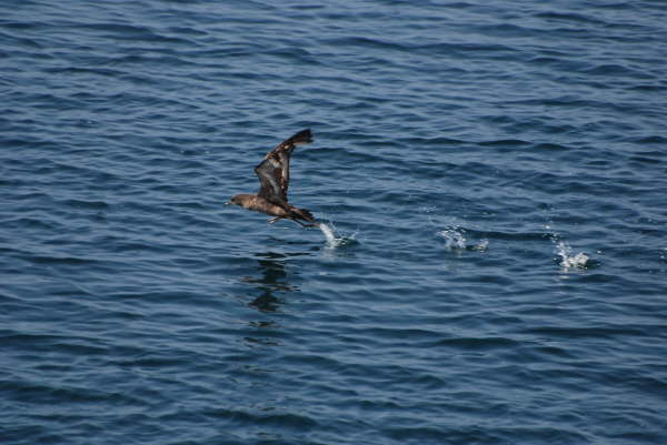 Sooty Shearwater