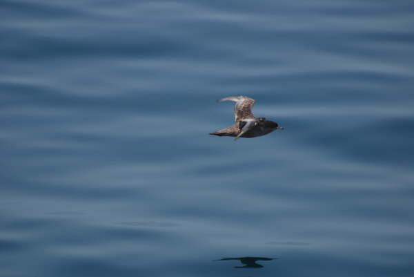 Sooty Shearwater