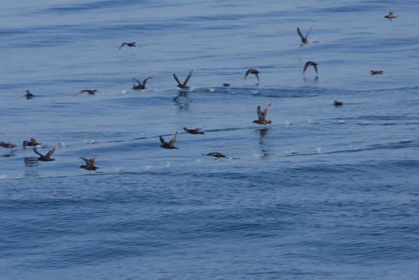 Sooty Shearwaters