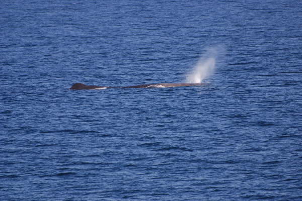 Sperm Whale