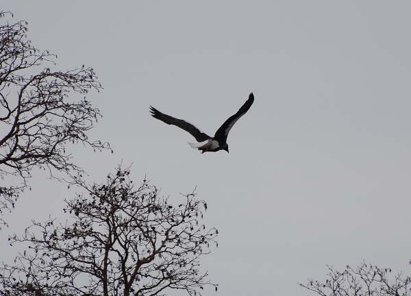 Stellars Sea Eagle flying 6a