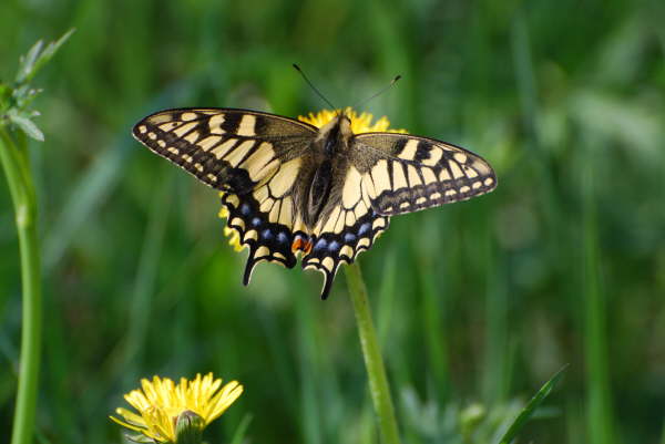 Swallowtail butterfly