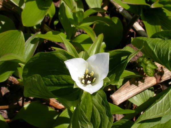 Trillium