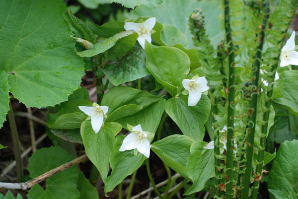 Trillium on Iturup Island