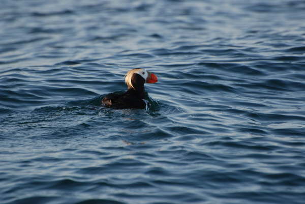Tufted Puffin