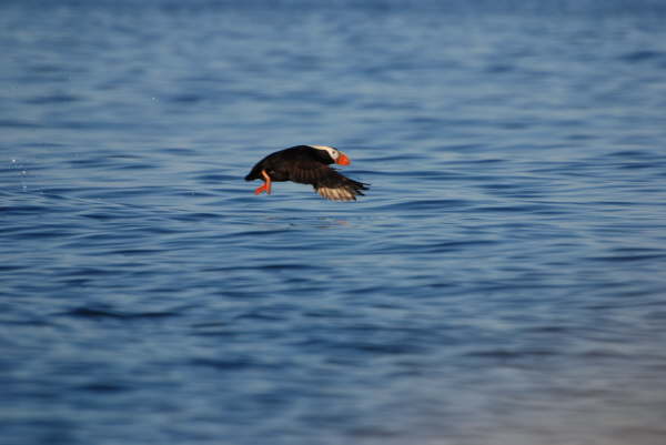Tufted Puffin