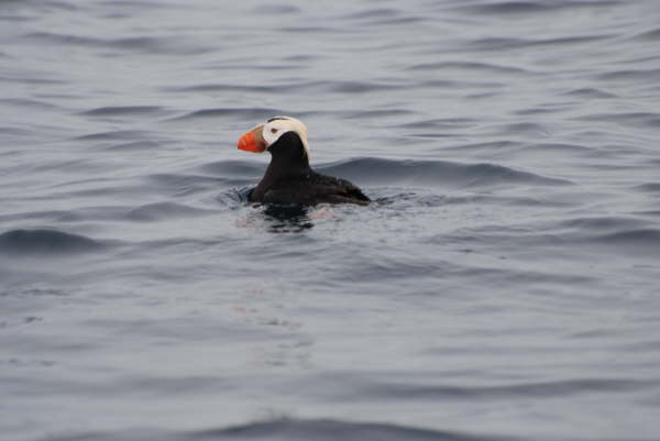 Tufted Puffin