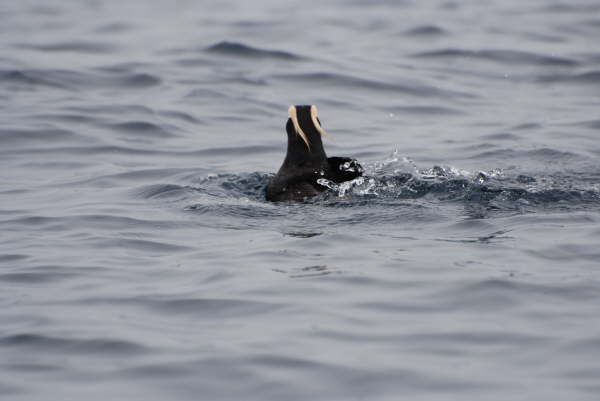 Tufted Puffin