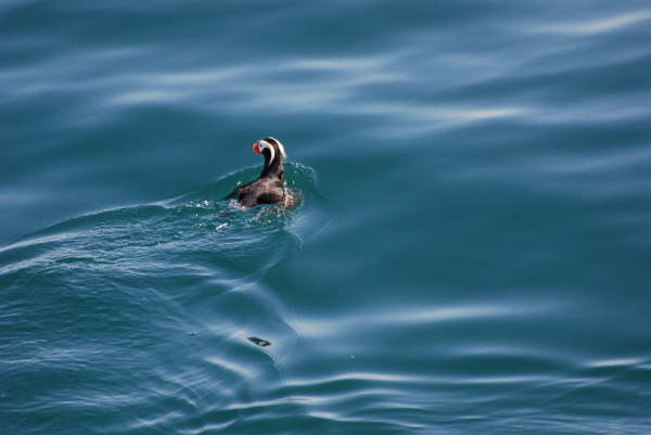 Tufted Puffin