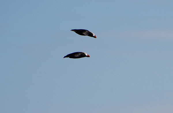 Tufted Puffins 