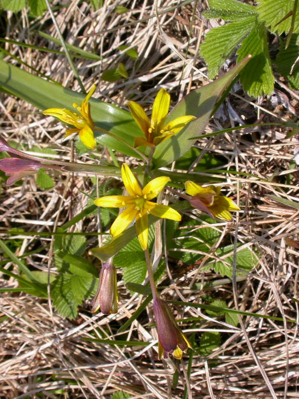 Unknown bulbous plant