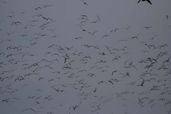 Thousands of Birds