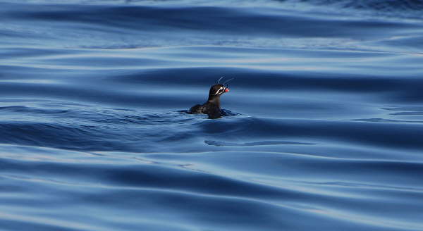 Whiskered Auklet