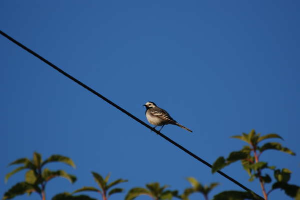 White Wagtail (Moscow)