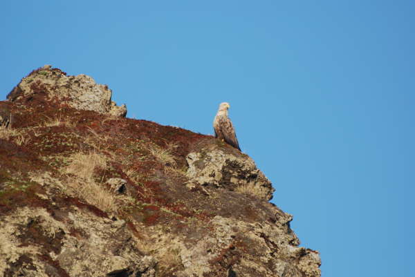 White tailed sea eagle