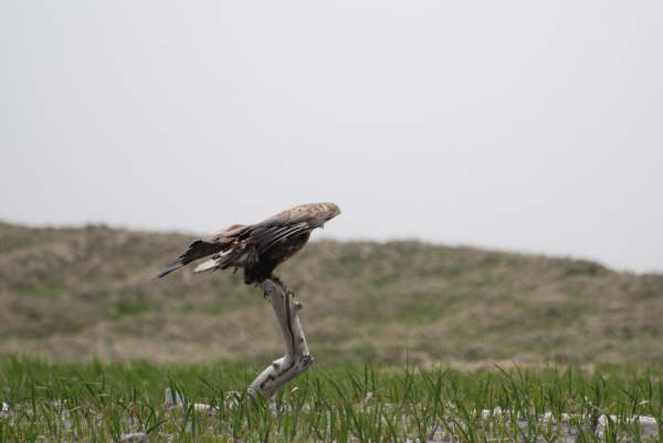 White tailed sea eagle