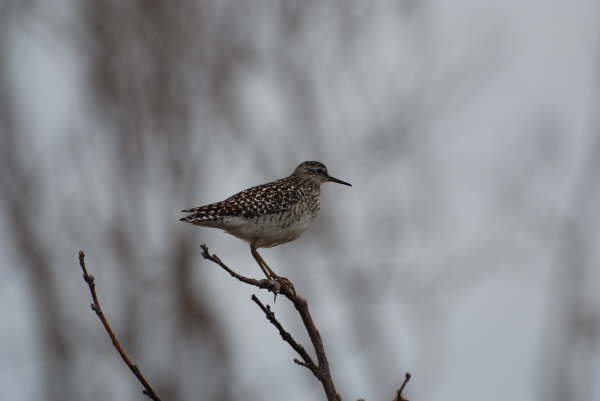 Wood Sandpiper 