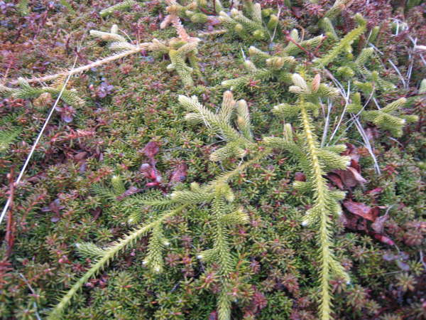 Lycopodium cernuum poss