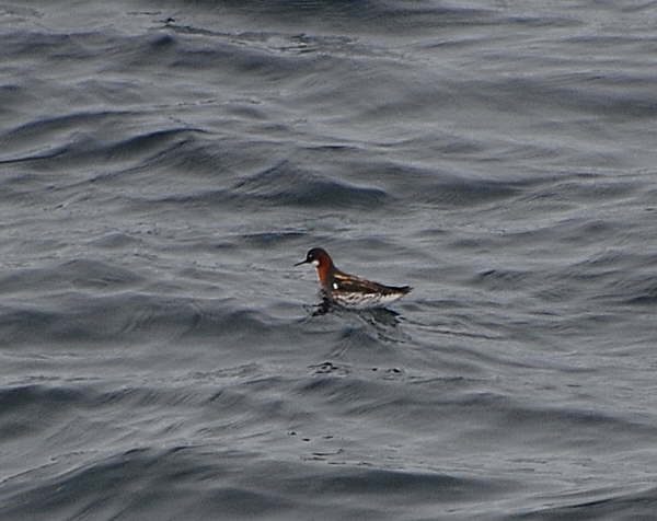 Red necked phalarope 