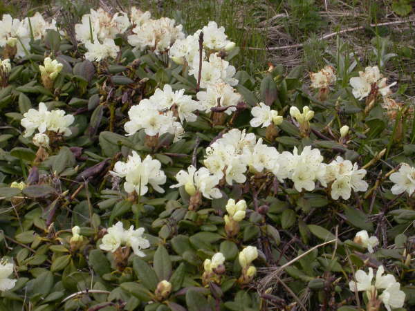 Rhododendron radula