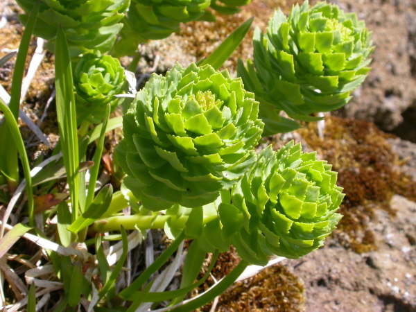 Sedum sp