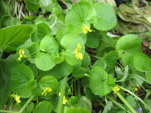 Viola biflora maybe?