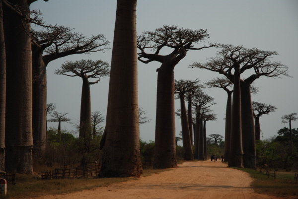 Avenue du Baobab