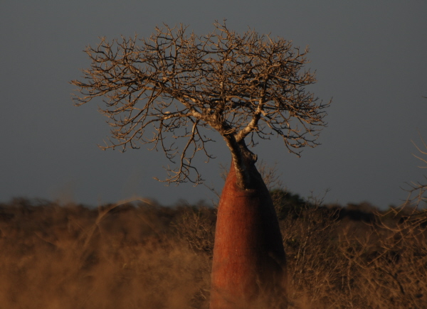 Baobab