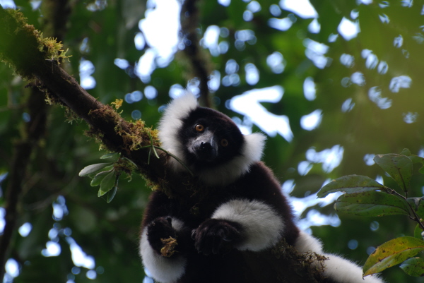 Black and White Ruffed Lemur