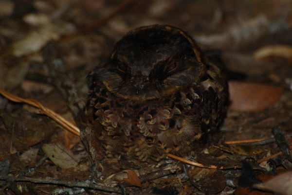 Collared Nightjar