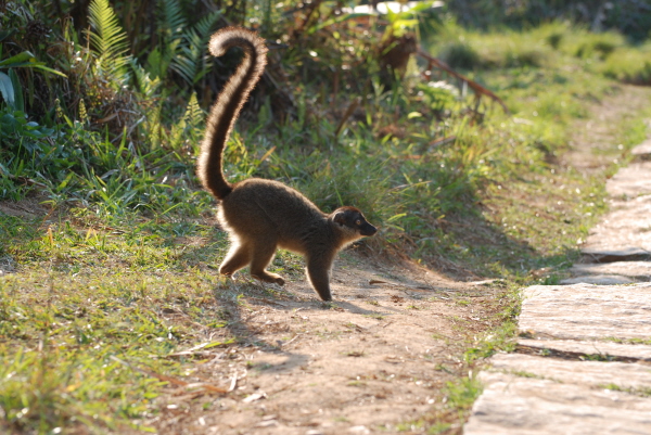 Common Brown Lemur