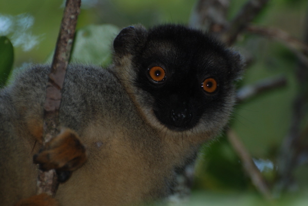 Common Brown Lemur