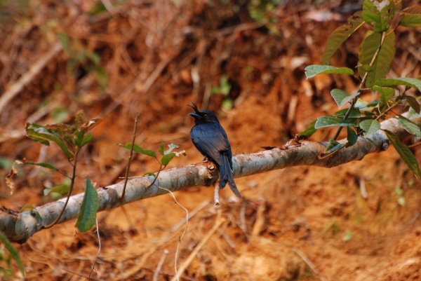 Crested Drongo