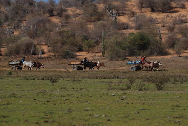 Three zebu carts